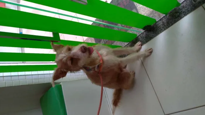 Cachorro raça sem raça idade 7 a 11 meses nome Fábio