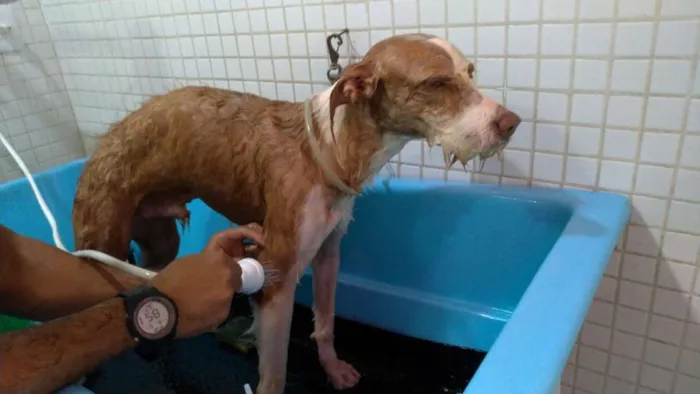 Cachorro raça sem raça idade 7 a 11 meses nome Fábio