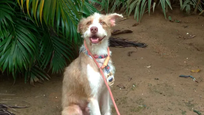 Cachorro raça sem raça idade 7 a 11 meses nome Fábio