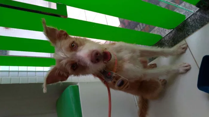 Cachorro raça sem raça idade 7 a 11 meses nome Fábio