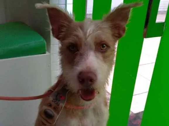 Cachorro raça sem raça idade 7 a 11 meses nome Fábio