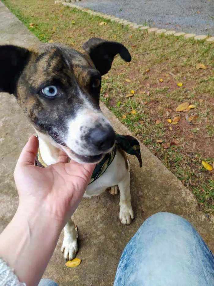 Cachorro ra a SRD idade 1 ano nome Apolo