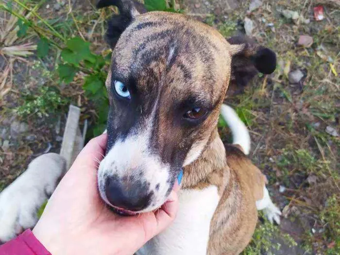 Cachorro ra a SRD idade 1 ano nome Apolo