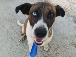 Cachorro raça SRD idade 1 ano nome Apolo