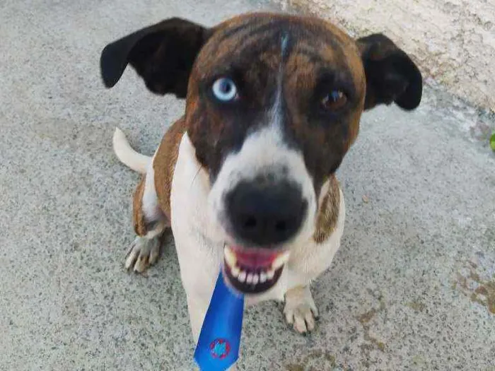 Cachorro ra a SRD idade 1 ano nome Apolo