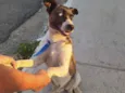 Apolo