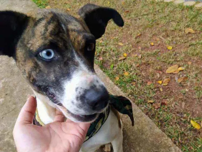 Cachorro ra a SRD idade 1 ano nome Apolo