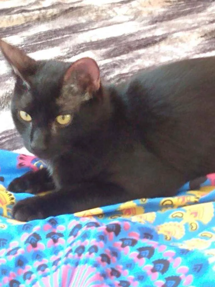 Gato raça Srd idade 2 a 6 meses nome Chocolate