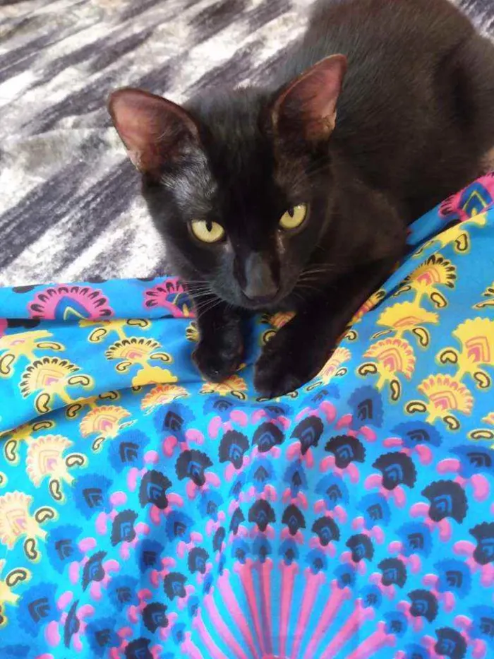 Gato raça Srd idade 2 a 6 meses nome Chocolate