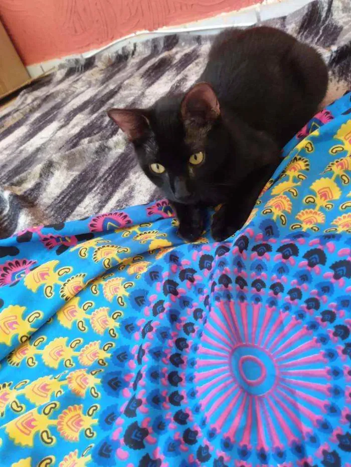 Gato raça Srd idade 2 a 6 meses nome Chocolate