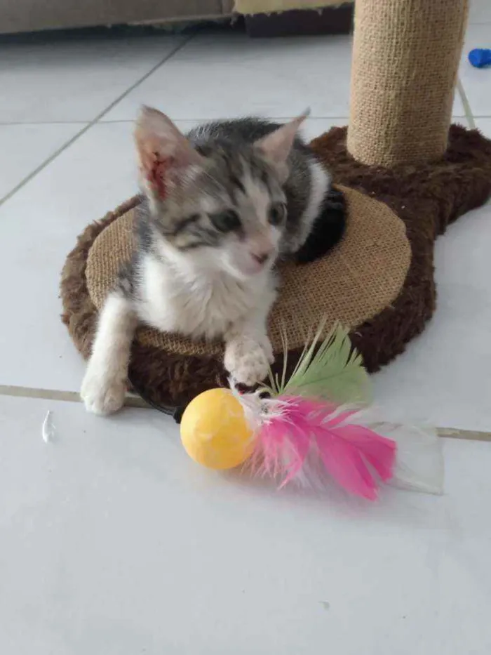 Gato raça Srd idade Abaixo de 2 meses nome Peteca