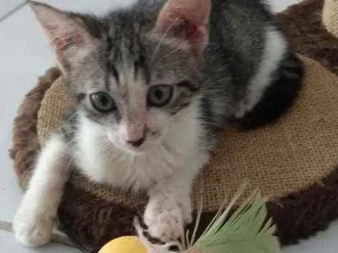 Gato raça Srd idade Abaixo de 2 meses nome Peteca