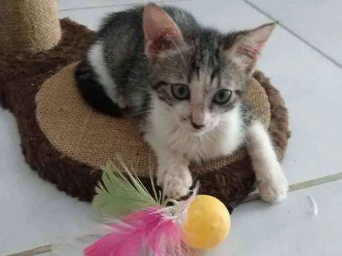 Gato raça Srd idade Abaixo de 2 meses nome Peteca