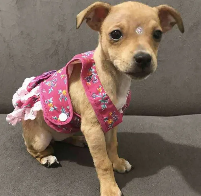 Cachorro ra a MESTIÇO PINCHERS  idade 2 a 6 meses nome ÍSIS 