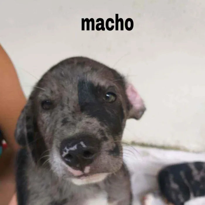 Cachorro ra a Dalmata idade 7 a 11 meses nome Apol