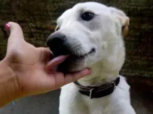 Cachorro raça Vira-lata idade 1 ano nome Théo