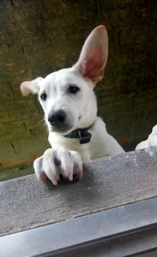 Cachorro ra a Vira-lata idade 1 ano nome Théo