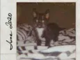 Filhote de gato 