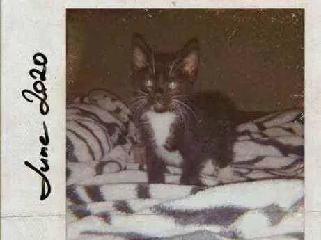 Gato ra a Frajolinha preto com branco idade Abaixo de 2 meses nome Filhote de gato 