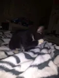 Filhote de gato 
