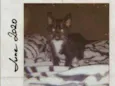 Filhote de gato 