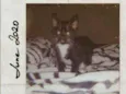 Filhote de gato