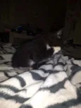 Filhote de gato 