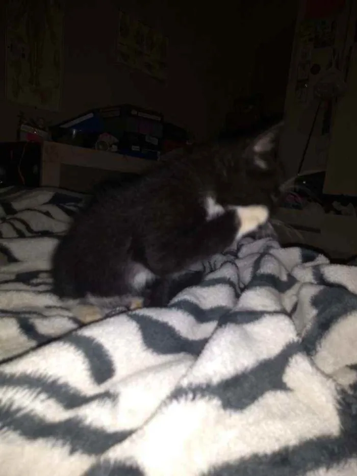 Gato ra a Frajolinha preto com branco idade Abaixo de 2 meses nome Filhote de gato 