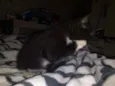 Filhote de gato 