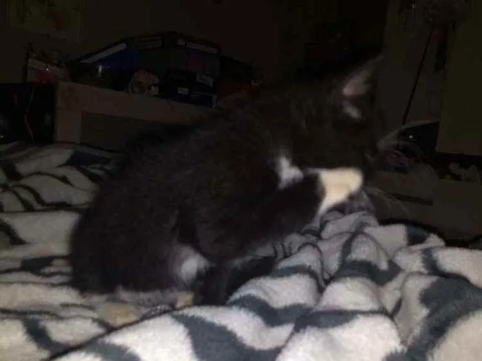 Gato ra a Frajolinha preto com branco idade Abaixo de 2 meses nome Filhote de gato 