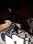 Filhote de gato 