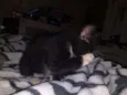 Filhote de gato 