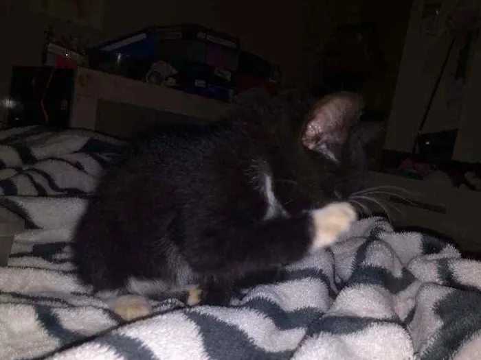 Gato ra a Frajolinha preto com branco idade Abaixo de 2 meses nome Filhote de gato 
