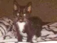 Filhote de gato 