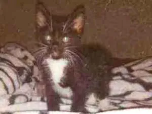 Gato raça Frajolinha preto com branco idade Abaixo de 2 meses nome Filhote de gato 
