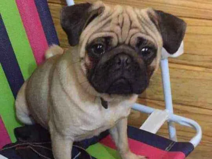 Cachorro ra a Pug idade 7 a 11 meses nome Bradoock