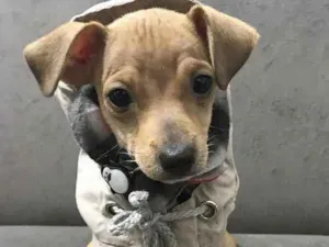 Cachorro raça MESTIÇO de PINCHERS  idade 2 a 6 meses nome LUIGI