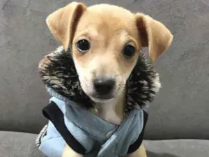 Cachorro raça MESTIÇO de PINCHERS  idade  nome YURI