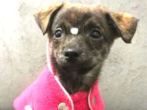Cachorro raça MESTIÇO PINCHERS  idade 2 a 6 meses nome LORENA 