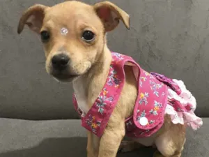 Cachorro raça MESTIÇO PINCHERS  idade 2 a 6 meses nome ÍSIS 