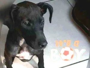 Cachorro raça  idade 2 a 6 meses nome Tom  ( filhote)