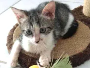 Gato raça Srd idade Abaixo de 2 meses nome Peteca
