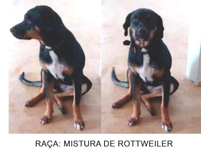 Cachorro ra a Mistura de rotvai preto branco idade 1 ano nome Dara