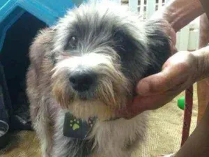 Cachorro raça  idade 5 anos nome Fred 