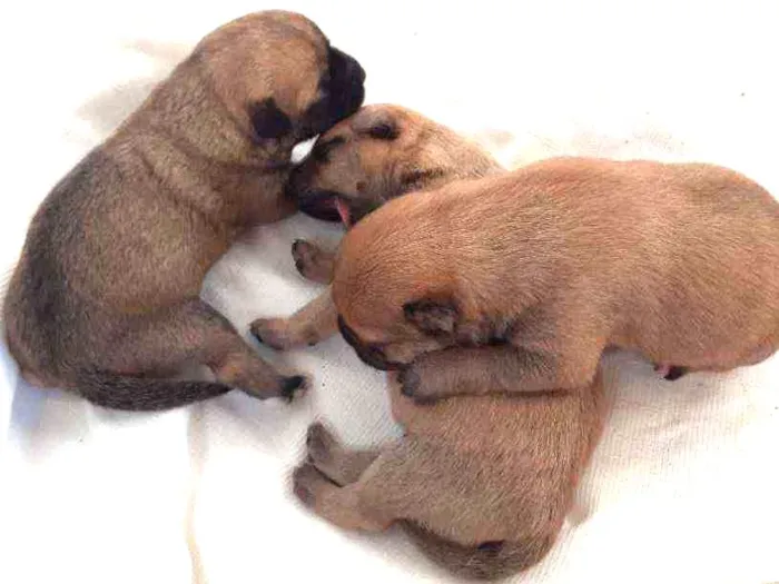 Cachorro ra a Sem raça definida  idade Abaixo de 2 meses nome Sem nome