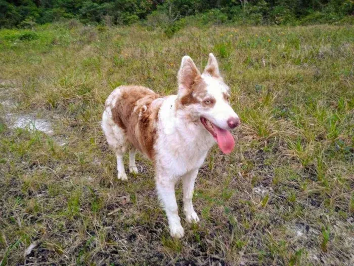 Cachorro ra a Border Collie idade 2 anos nome Nick 