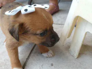 Cachorro raça Sem raça definida idade Abaixo de 2 meses nome São filhotes