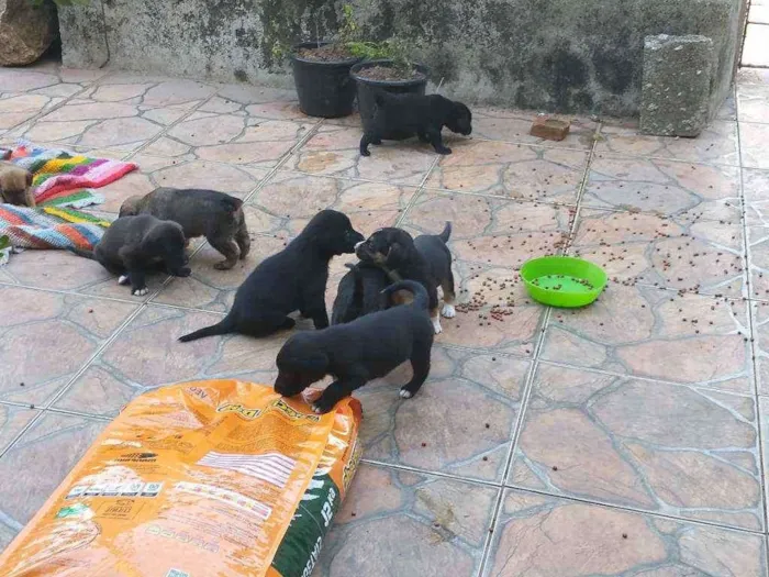 Cachorro ra a Sem raça definida idade Abaixo de 2 meses nome São filhotes