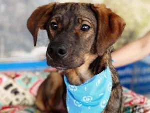 Cachorro raça SRD idade 7 a 11 meses nome Snoopy