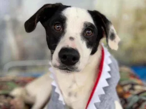 Cachorro raça SRD idade 7 a 11 meses nome Jack